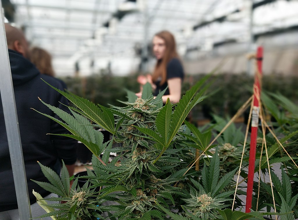 1024px-Marijuana_Greenhouse_tour_guide