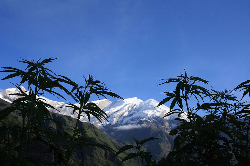 Cannabis_plants_in_front_of_the_Dhaulagiri_summit