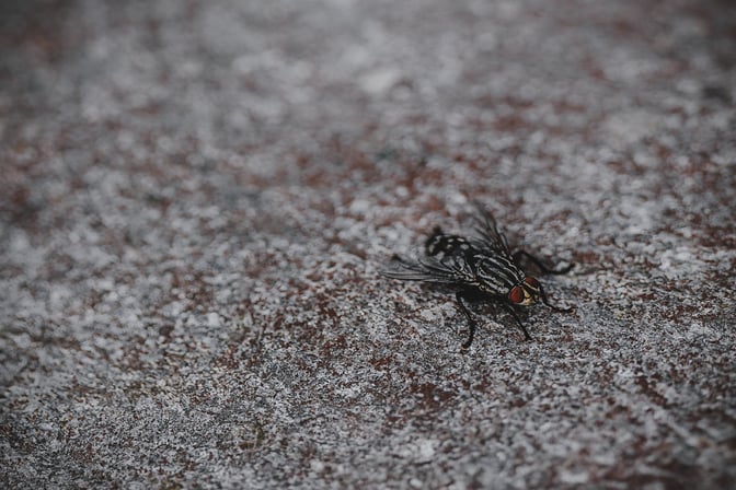 Flies and Draining in Food Processing Facilities 1